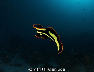 flatworm by Afflitti Gianluca 